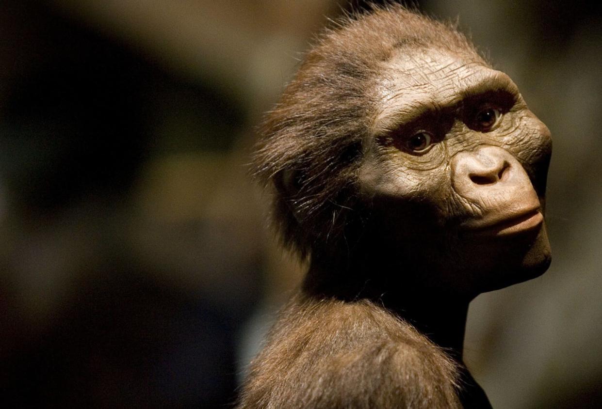 Popular renderings of Lucy tend to dress her in thick, reddish-brown fur. <a href="https://www.gettyimages.com/detail/news-photo/sculptors-rendering-of-the-hominid-australopithecus-news-photo/76363238?adppopup=true" rel="nofollow noopener" target="_blank" data-ylk="slk:Dave Einsel/Getty Images;elm:context_link;itc:0;sec:content-canvas" class="link ">Dave Einsel/Getty Images</a>