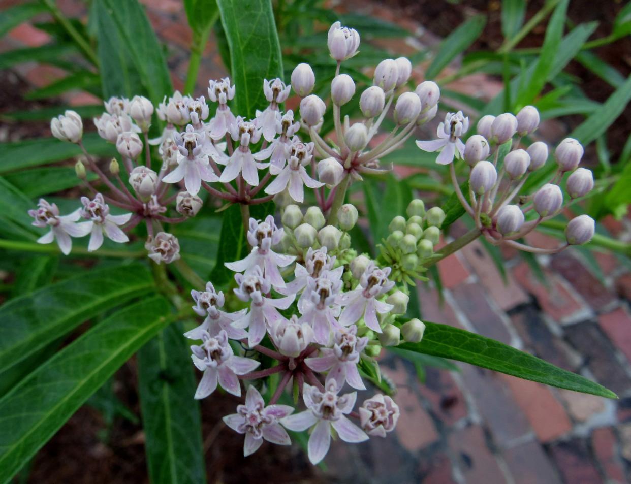 Asclepias incarnata boasts vibrant pink flowers that attract pollinators, contributing to the biodiversity of wetland ecosystems.