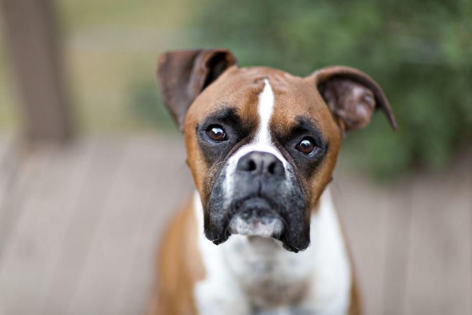 20 best dogs for kids boxer