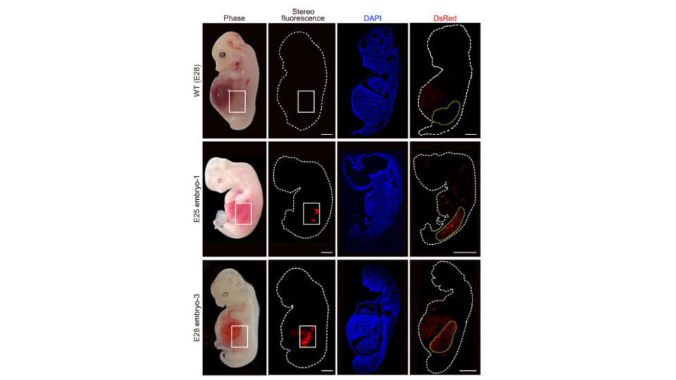 A photo including a figure example of Humanized Kidney Cells inside an Pig Embryo