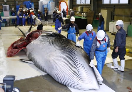 Workers pour sake on a captured Minke whale after unloaded it by an commercial whaling at a port in Kushiro