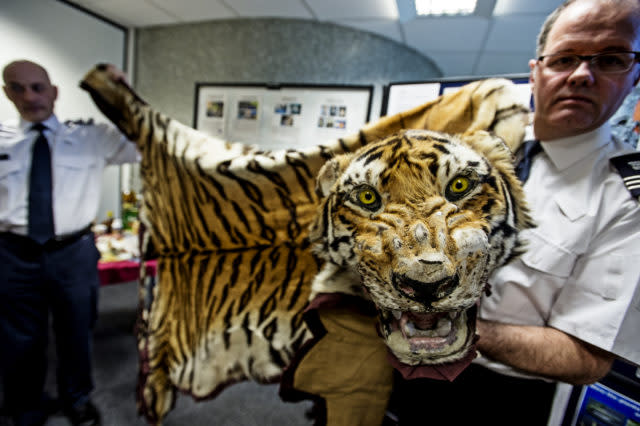 Tigers are killed for the illegal wildlife trade, with this skin seized at Heathrow Airport (WWF-UK/James Morgan/PA)