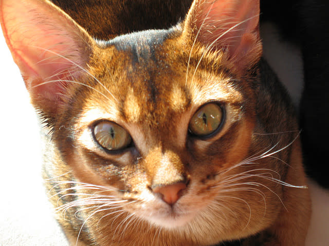 1. Ethiopian or Egyptian Team: Abyssinian cat