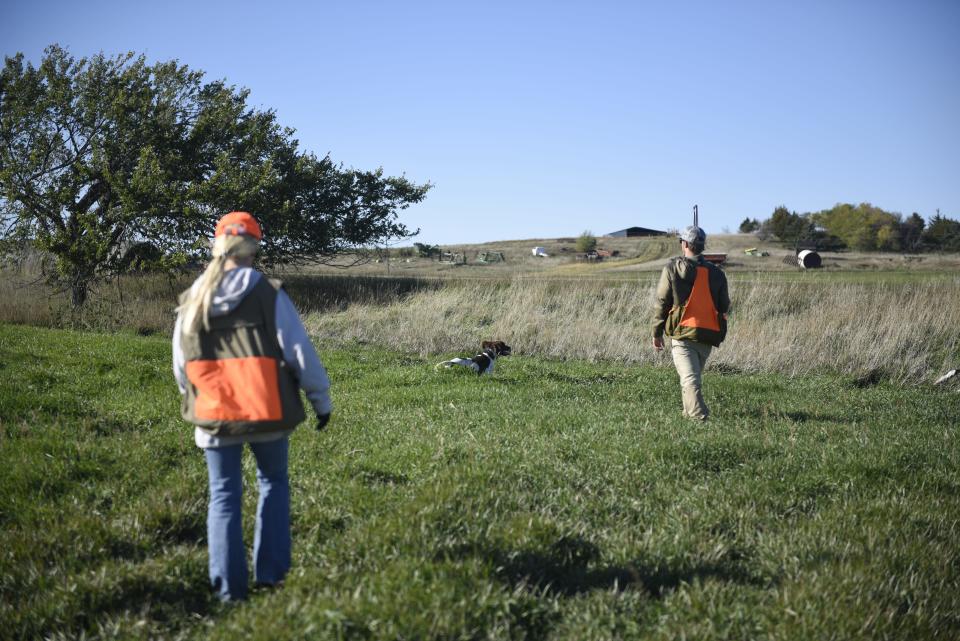 Traxx Hunting guides train their dogs on finding pheasants during opening day of the season in Iona, South Dakota. October 16th, 2021.