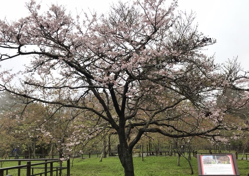 ▲阿里山櫻王花開近5成，未來將陸續綻放芬芳。（圖／記者陳惲朋翻攝，2020,03,10）