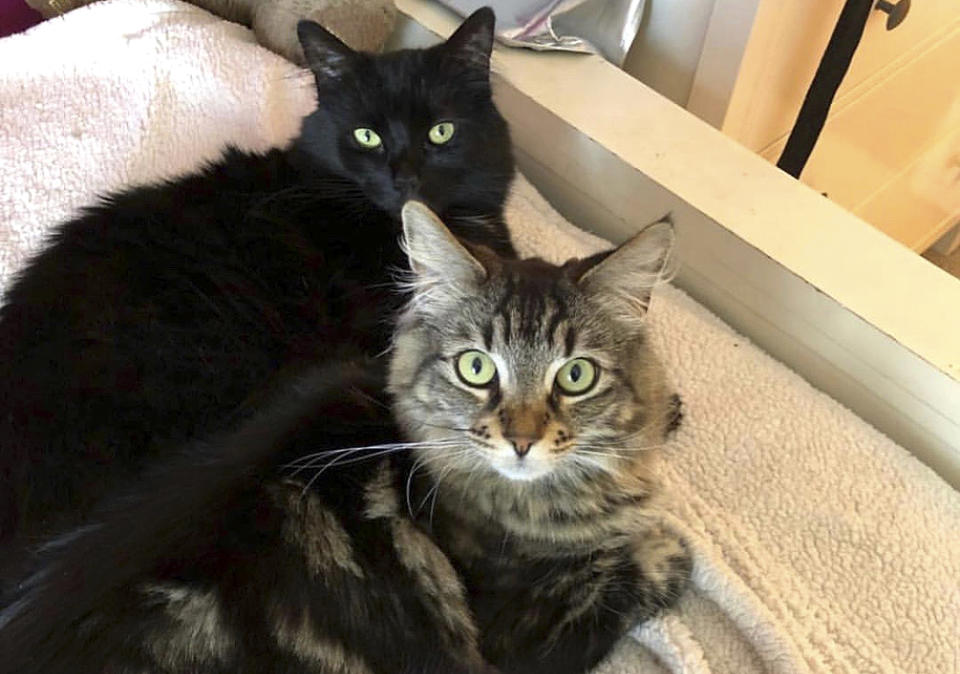 This undated photo released by David Callisch shows cats Tina, top, and Louise in San Jose, Calif. Two cats are living large at a $1,500-a-month studio apartment their owner rents for them in Silicon Valley, where a housing shortage has sent rents skyrocketing. (David Callisch via AP)