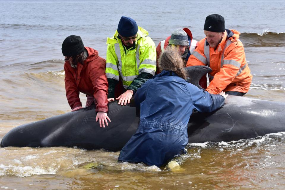 Rescuers attempt to save a whale on a beach in Macquarie Harbour on the rugged west coast of Tasmania on September 25, 2020. / Credit: MELL CHUN/AFP via Getty Images