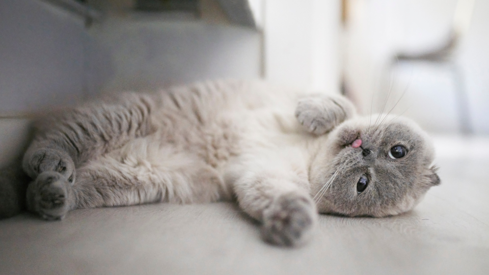 Grey cat rolling over and sticking out its tongue