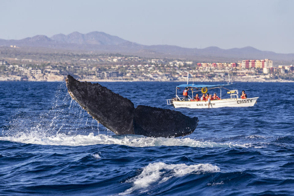 CABO SAN LUCAS, M&#xc9;XICO - 3 DE MARZO: Una ballena jorobada muestra su cola frente a un bote, el 3 de marzo de 2022 en Cabo San Lucas, M&#xe9;xico. (Foto de Alfredo Mart&#xed;nez/Getty Images)