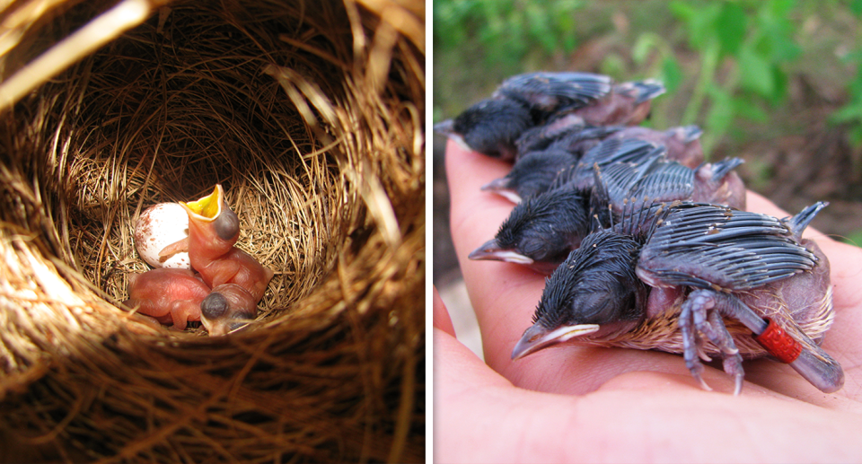 Two images of the fairy wrens. One as day old chicks, and the others around a week on. 