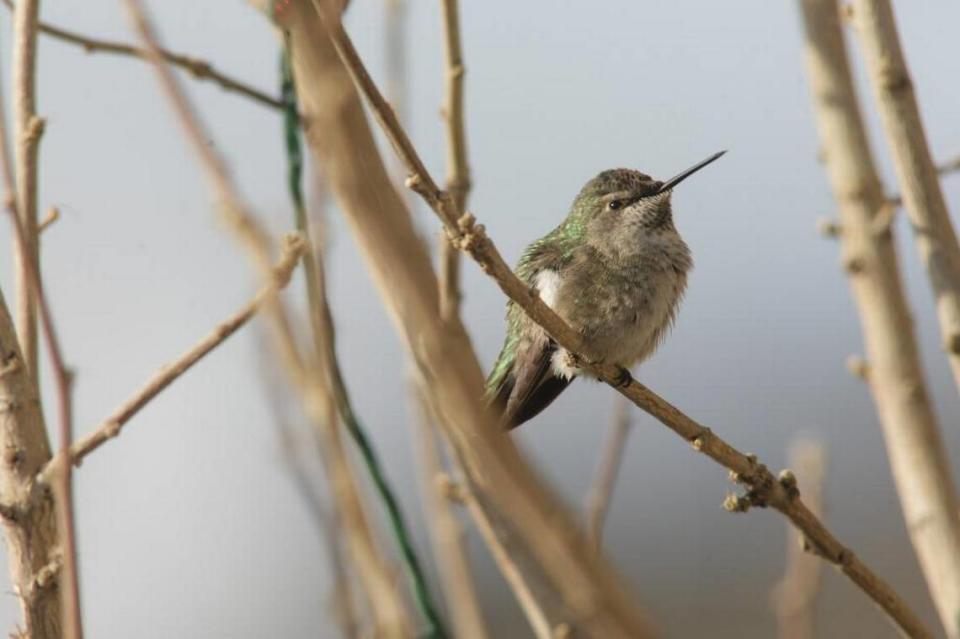 A female Anna’s hummingbird sits in a dormant tree in winter. Hummingbirds have the ability to go into torpor – a very deep sleep state – to conserve energy on really cold days and nights.