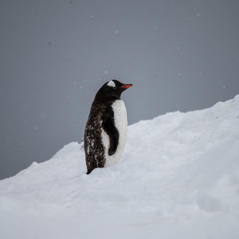 A gentoo penguin