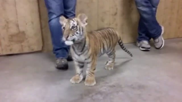 A seller who said he was based in Turkey claimed to be selling this tiger. Source: Supplied