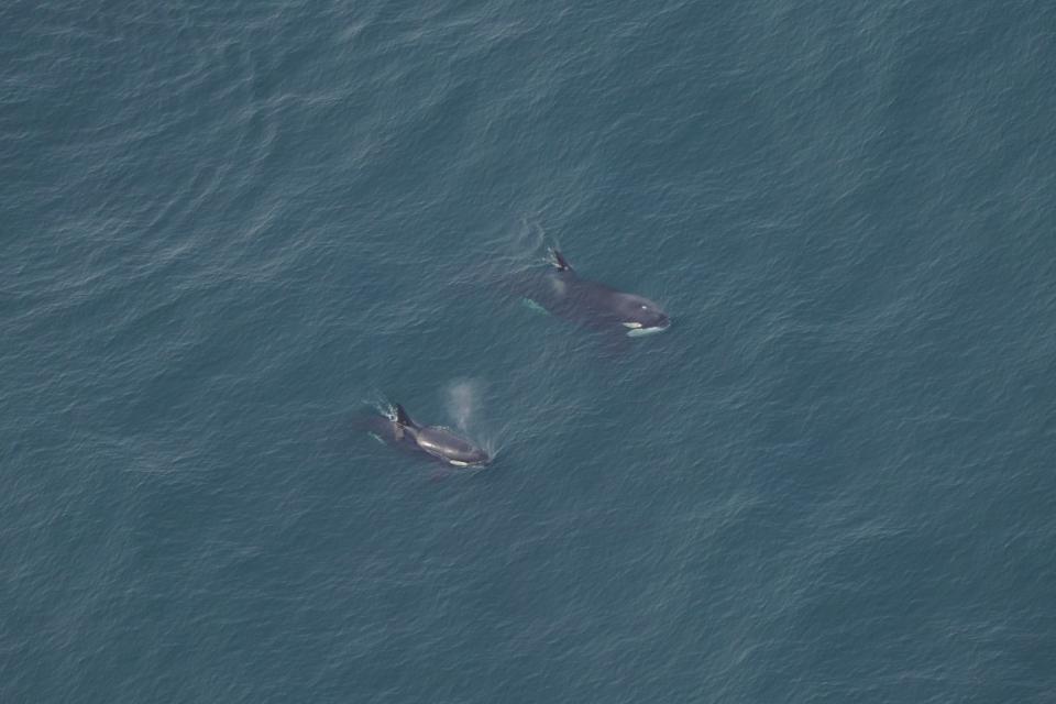 two killer whales swim in deep blue ocean water