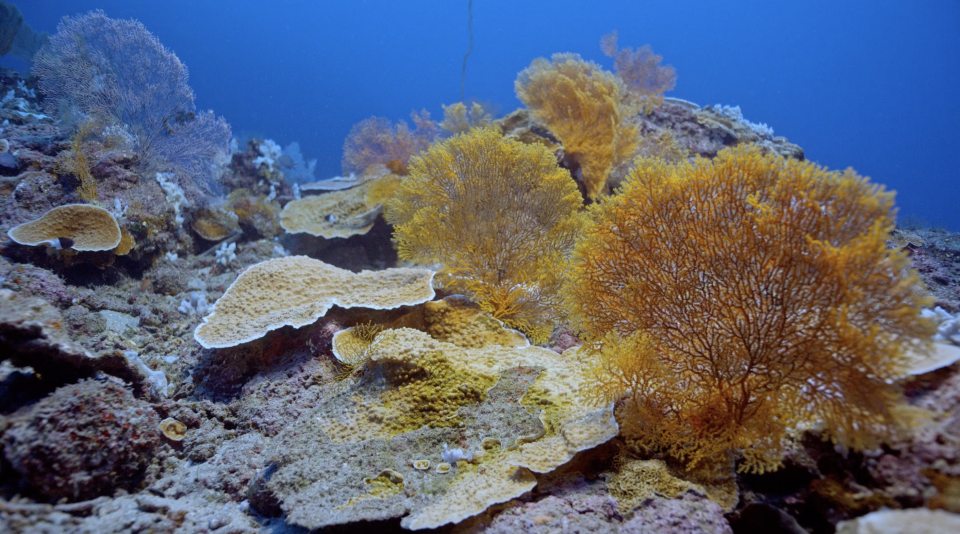 One of the world's largest coral reefs was found in a rare spot -- in the Pacific Ocean's deep underwater 