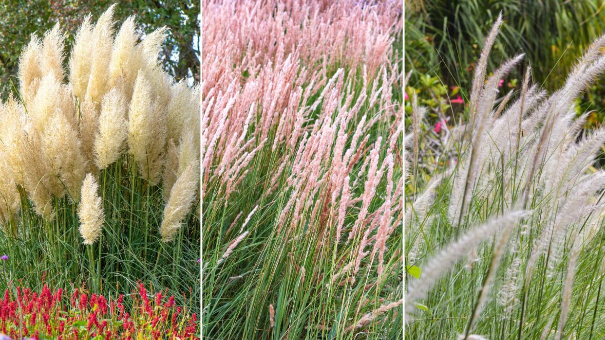  Planting ornamental grasses is so easy. Here are three of these - one bunch of yellow pampas grass with red flowers, one row of pink feather reed grass, and one row of silver maiden grass. 