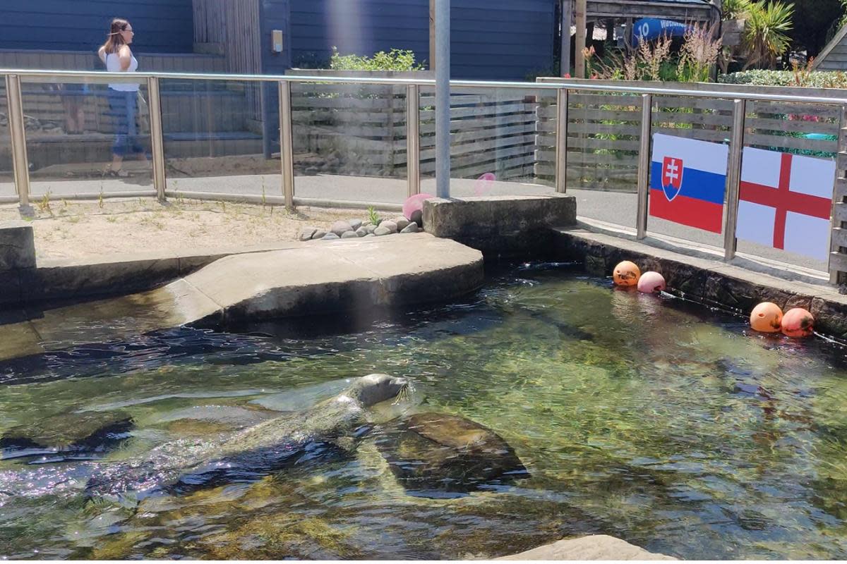 Seals at Weymouth Sealife centre have predicted an England win on Sunday <i>(Image: Weymouth Sealife centre)</i>
