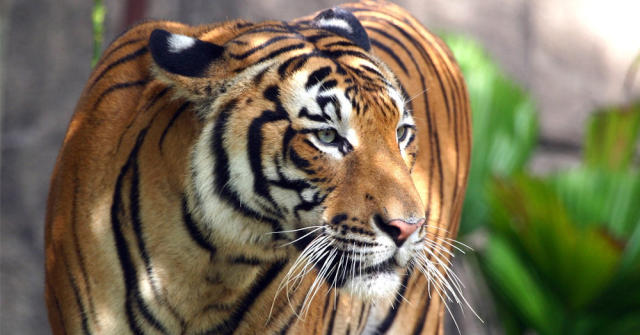 South China tiger population rises amid conservation efforts, Article