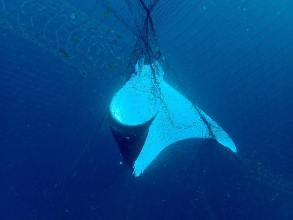 印度洋北部被流刺網纏繞捕捉的鰏魟（devil ray），許多鯨豚、鯊魚等海洋生物也常常成為流刺網下的亡魂。