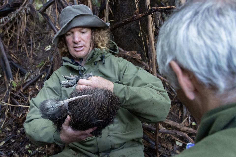 Nueva Zeland Kiwi con un miembro de Capital Kiwi Project (Photo by Marty MELVILLE / AFP) FOCUS by Ryland JAMES (Photo by MARTY MELVILLE/AFP via Getty Images)