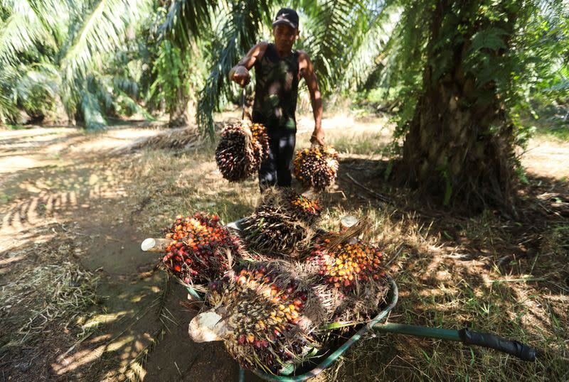 A worker carries fresh fruit bunches of oil palm tree during harvest at a palm oil plantation in Kuala Selangor