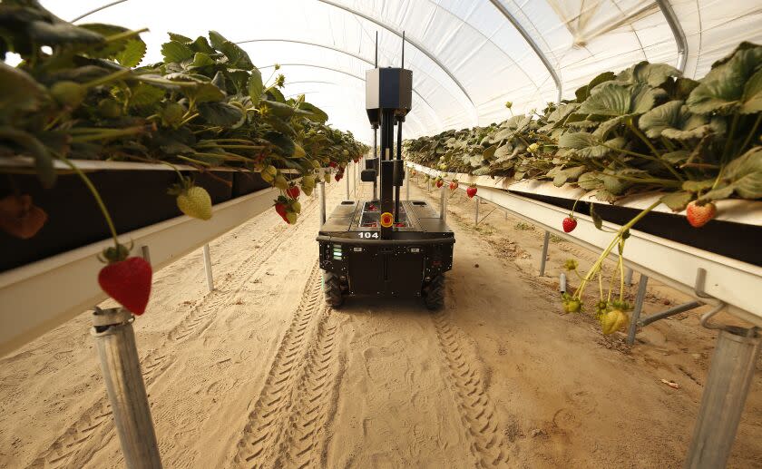 Santa Maria, CA - May 09: at New Wave Berry Farm on Monday, May 9, 2022 in Santa Maria, CA. A Tortuga AgTech robot makes its way between rows to collect strawberries grown in the hydroponic tabletop line of a newly-constructed high tunnel facility in Santa Maria, California. The robots which may make major inroads into the California agriculture industry are working at New Wave Berry, LLC farm which is a joint venture between Red Dog Management, a long-standing strawberry growing company in California, Oppenheimer (Oppy), a division of Dole, and Farmer's Gate, a private equity investor. (Al Seib / for the Los Angeles Times)