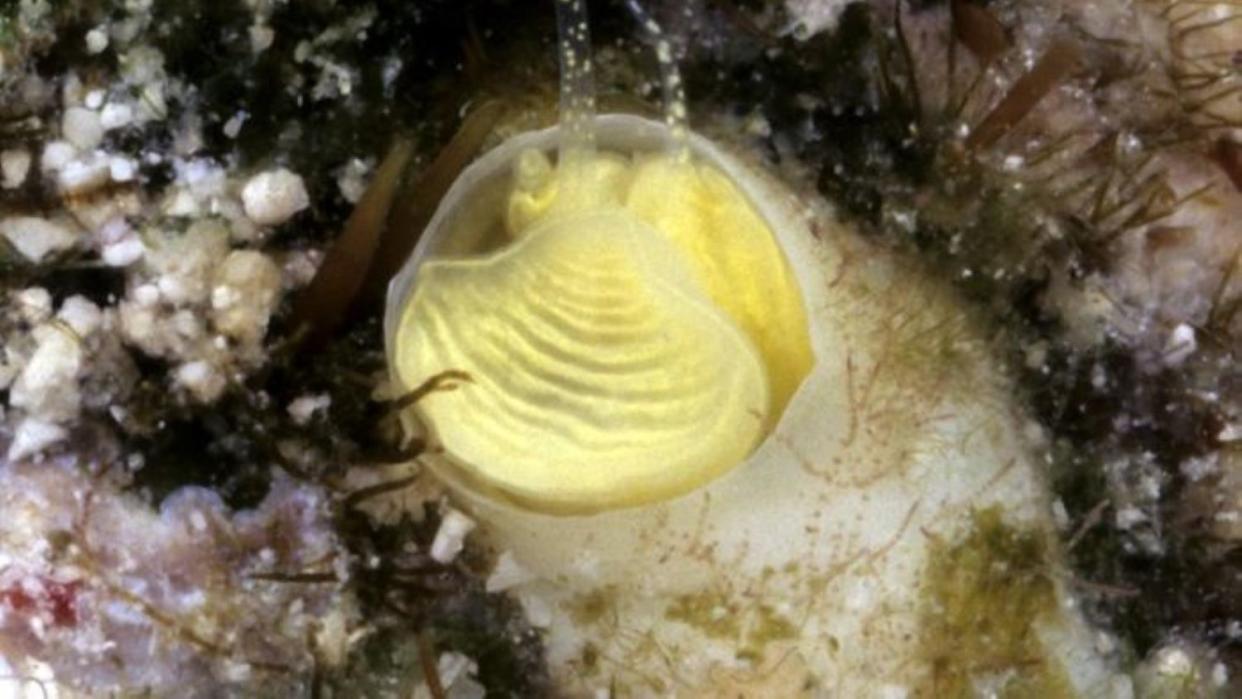  Close up of a new species of yellow snail found in the Florida Keys. 