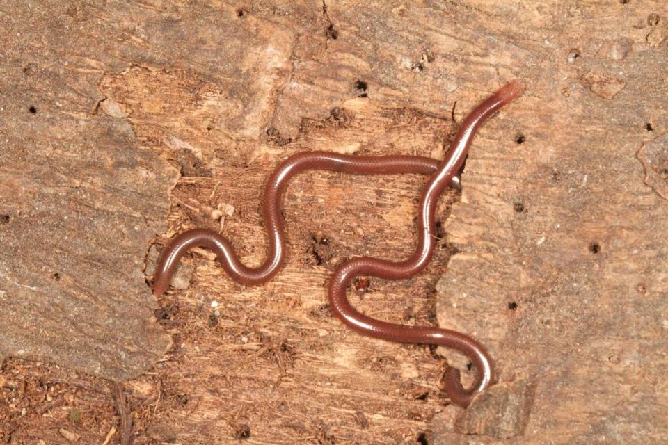 Laca’s wormsnake, or Indotyphlops laca, slithering through coconut bark.