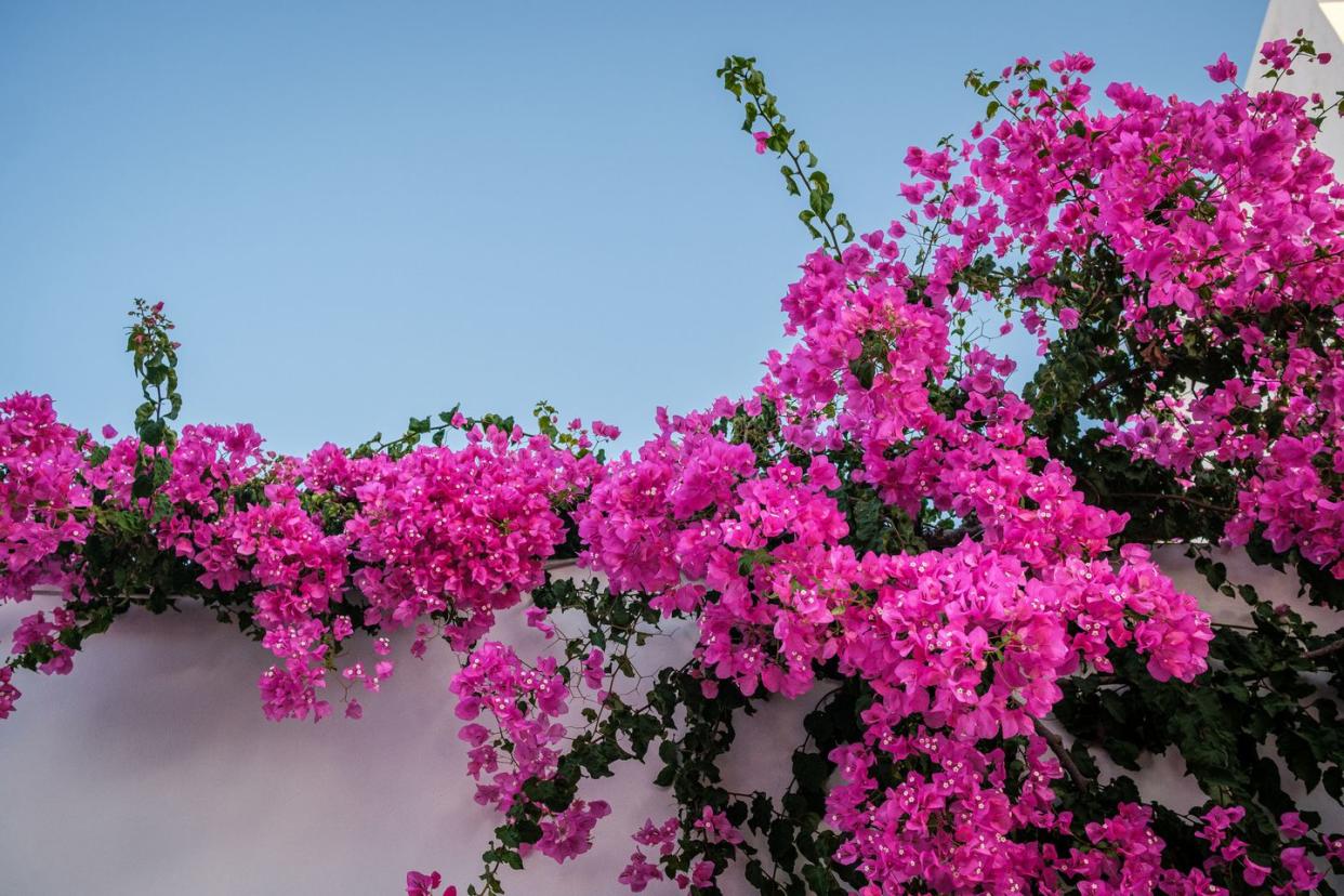 blooming fuchsia bougainvillea