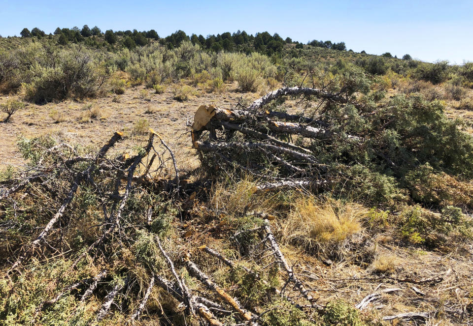 This Aug. 15, 2019 photo shows a juniper tree cut down as part of a giant project to remove junipers encroaching on sagebrush habitat needed by imperiled sage grouse in southwestern Idaho. The Bruneau-Owyhee Sage-Grouse Habitat Project aims to remove junipers on 965 square miles (2,500 square kilometers) of state and federal land in Owyhee County. (AP Photo/Keith Ridler)