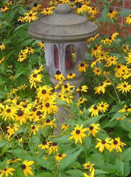 Black-eyed Susans will be among the plants available during the Indiana Geological Water Survey's plant event Monday.