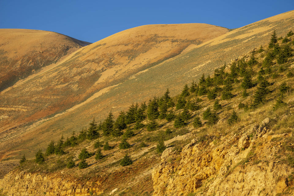 Young cedar trees that have been planted in a forestation initiative 2,400 meters above sea level, are scattered in open land overlooking the Kadisha Valley, considered a holy site to Lebanon's Maronite Christians, in the northeast mountain town of Bcharre, Lebanon, Saturday, July 22, 2023. (AP Photo/Hassan Ammar)