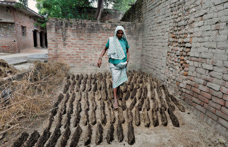 A woman walks in between cow dung cakes after making them near her house in Bedaru village in the northern state of Uttar Pradesh, India, October 8, 2016. REUTERS/Pawan Kumar