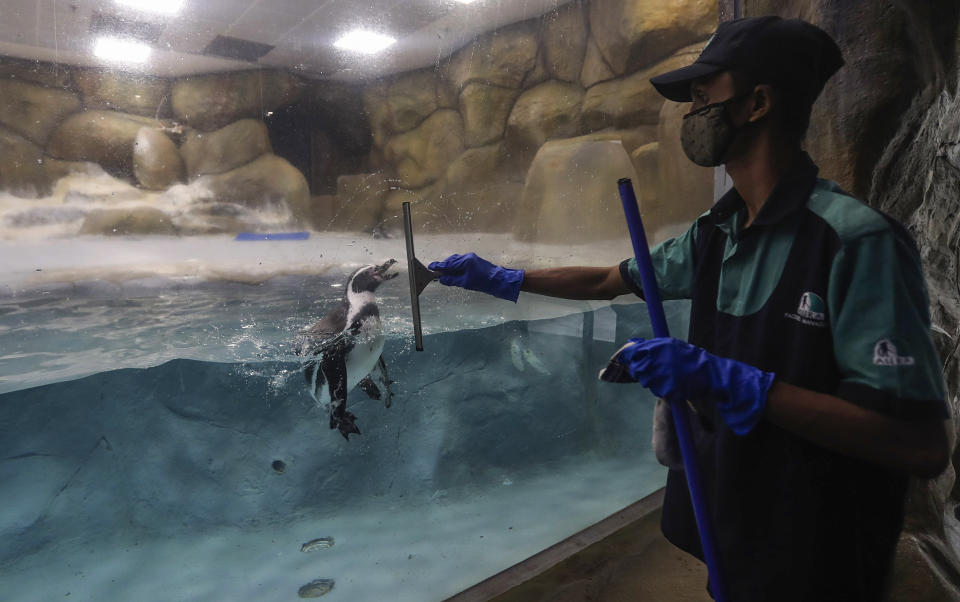 A staff member cleans glass as a Penguin is seen inside its enclosure at the Byculla Zoo in Mumbai, India, Sunday, Feb. 14, 2021. The zoo is scheduled to reopen Monday after 11 months of closure due to the coronavirus pandemic. (AP Photo/Rafiq Maqbool)