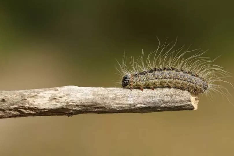 Harmful caterpillars found Ireland