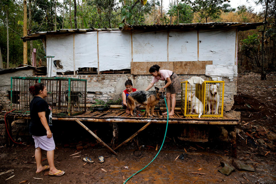 <p>Dog breeder Agus Badud’s wife and daughter wash dogs at their house at Cibiuk village of Majalaya, West Java province, Indonesia, Sept. 27, 2017. (Photo: Beawiharta/Reuters) </p>