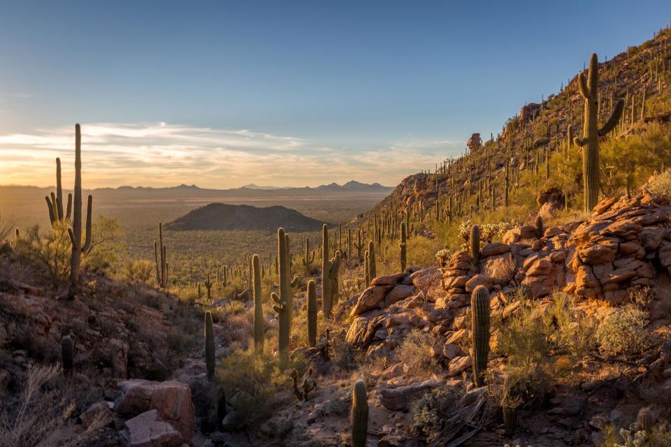 Sunset over Saguaro National Park, Arizona