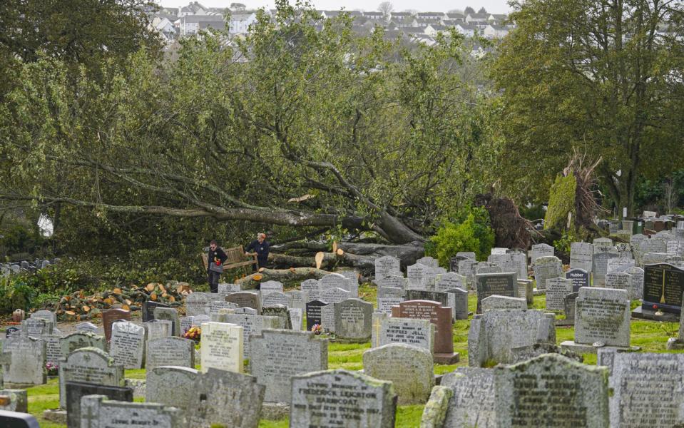 Mature trees brought down at Falmouth Cemetery in Cornwall