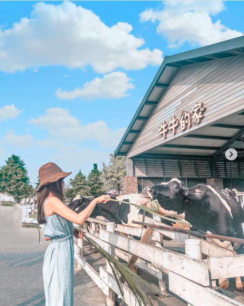千巧谷牛樂園牧場 (Photo courtesy of Instagram/@xin.0915)