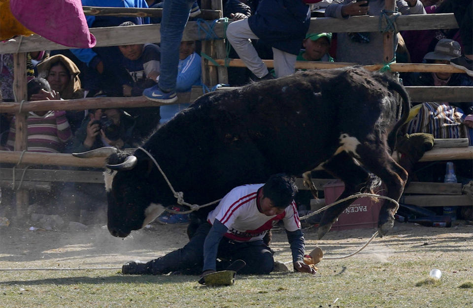 Un torero aficionado arrollado por un toro durante la festividad católica en honor de la Virgen del Rosario, en el pueblo andino de Huarina, Bolivia, el lunes 9 de octubre de 2023. Un grupo de novilleros aficionados alistas una actuación caricaturizada del toreo español, pero sin sacrificar a los toros. (AP Foto/Juan Karita)