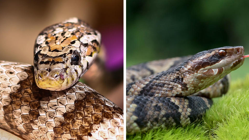 These images show the differences between a corn snake (left) and a water moccasin (right). (Credit: Getty Images)