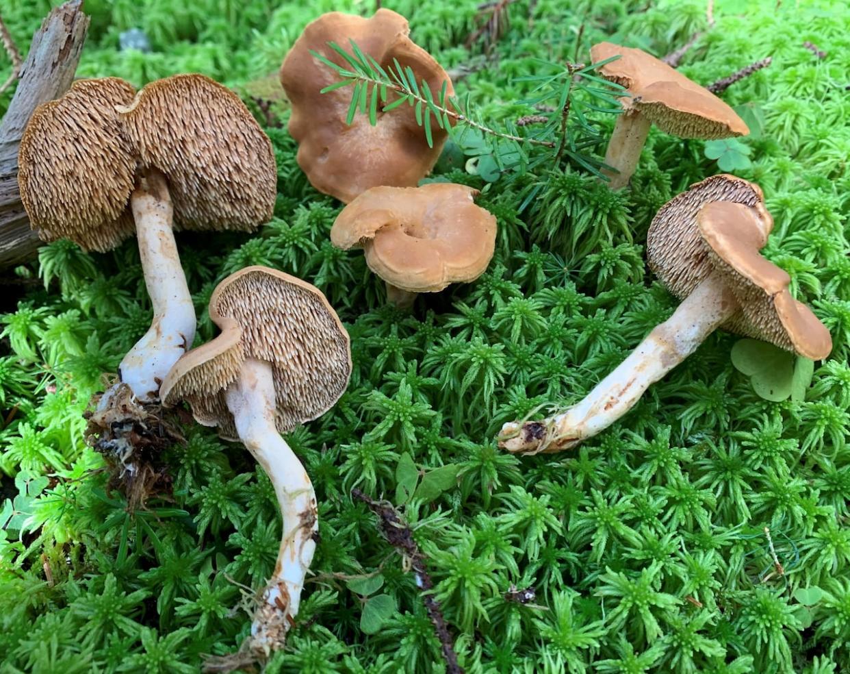 Some samples of the newly named species of hedgehog mushroom - hydnum atlanticum. (Submitted by Alfredo Justo - image credit)