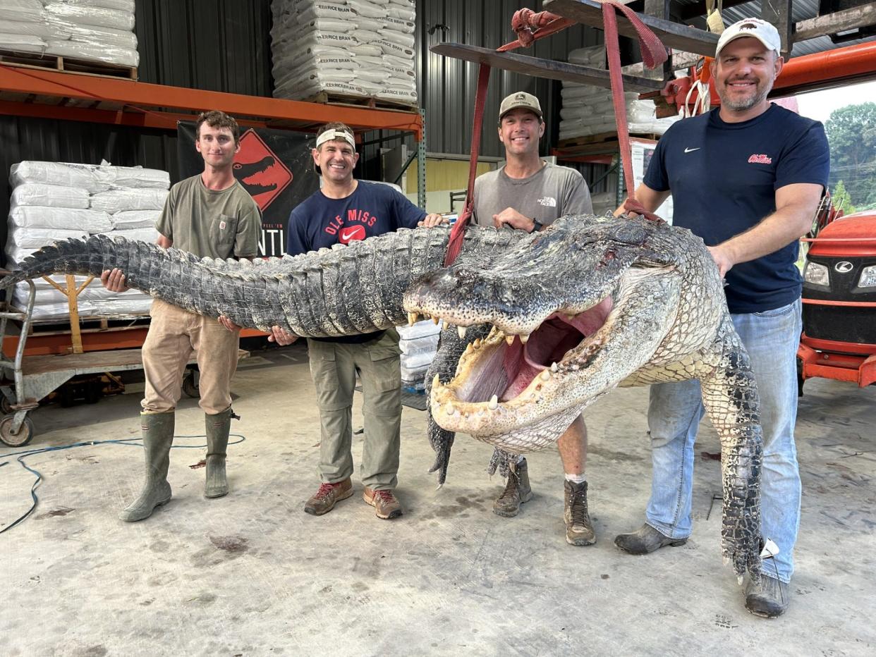 Tanner White (from left), tag-holder Donald Woods, Will Thomas and Joey Clark harvested the new state record alligator on August 26 measuring 14 feet, 3 inches.