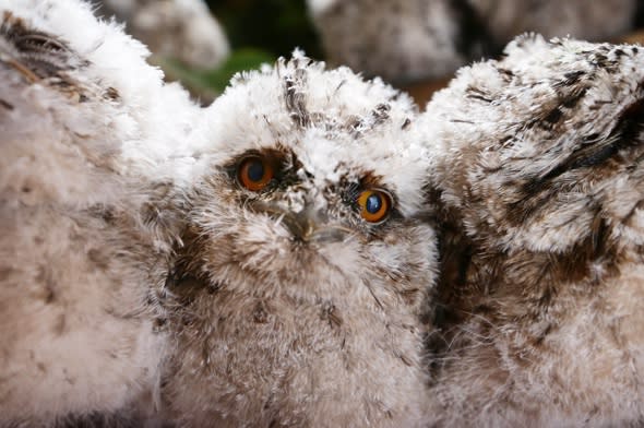 Tawny frogmouth chicks perfect their evil stares