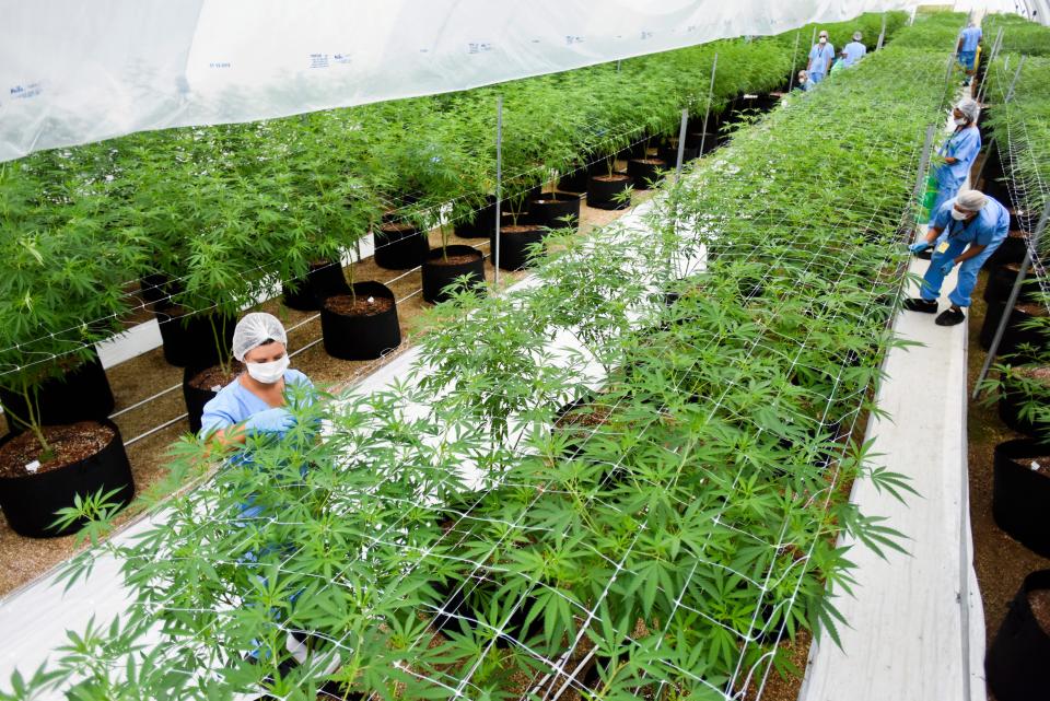 FILE - In this Jan. 30, 2019 file photo, employees prune marijuana plants at a Fotmer SA, greenhouse in Nueva Helvecia, Uruguay. On April 24, 2019, Fotmer in Uruguay and another company in Colombia announced they will become the first to export legal medical marijuana products from Latin America to Europe, part of what the firms hope will become a growing trade. (AP Photo/Matilde Campodonico, File)
