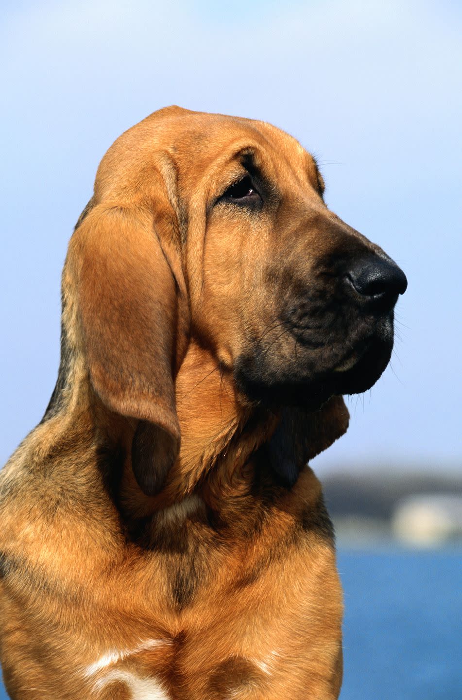<p>Just like in the movies, bloodhounds can follow a scent for miles. Their noses are so powerful that their tracking is considered <a href="http://www.akc.org/dog-breeds/bloodhound/detail/" rel="nofollow noopener" target="_blank" data-ylk="slk:acceptable evidence in court;elm:context_link;itc:0;sec:content-canvas" class="link ">acceptable evidence in court</a>! For the everyday owner; however, these large hounds need considerable exercise and firm obedience training just like any other active breed. </p>