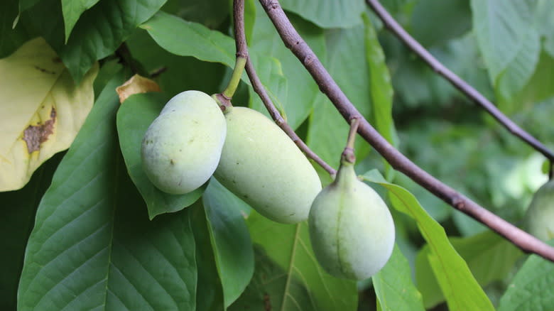 Pawpaw fruits on tree