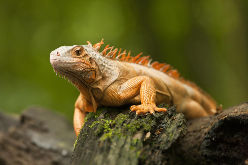 An orange iguana rests on a tree branch in its natural habitat