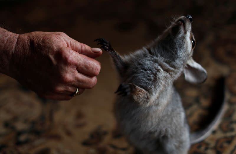 The Wider Image: At home with couple who saved baby kangaroos from the fires