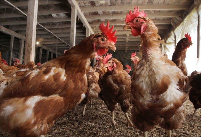 Bob Stamp, owner of Stamp Egg Farm in Johnston, keeps about 3,000 Rhode Island Red chickens.